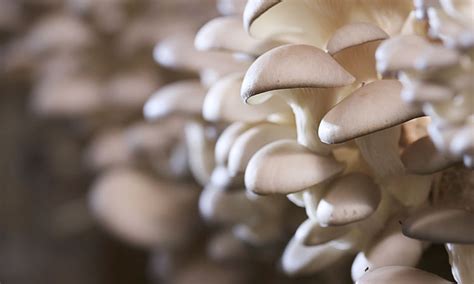 Five good reasons to build a mushroom farm - New Food Magazine