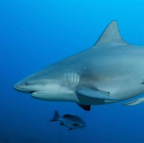 Bull Shark Wallpapers - Wallpaper Cave