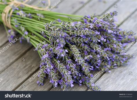 Blue Fresh Lavender Bouquet Close-Up Stock Photo 57786943 : Shutterstock