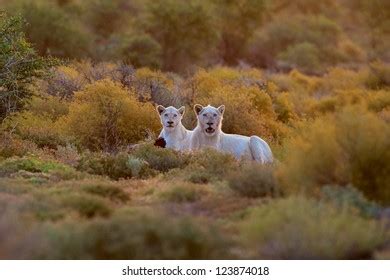 51 Sanbona Images, Stock Photos & Vectors | Shutterstock