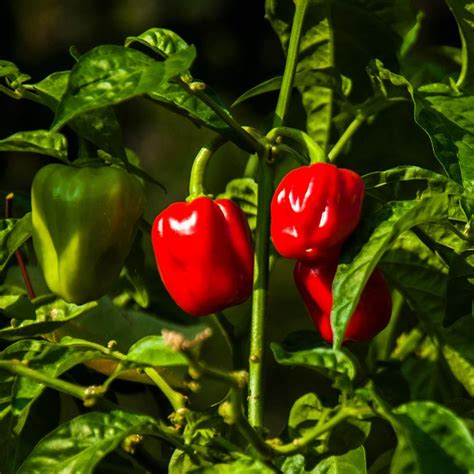 Red Habanero Hot Pepper - Van Wilgen's Garden Center