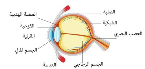 بحث حول العين - موضوع