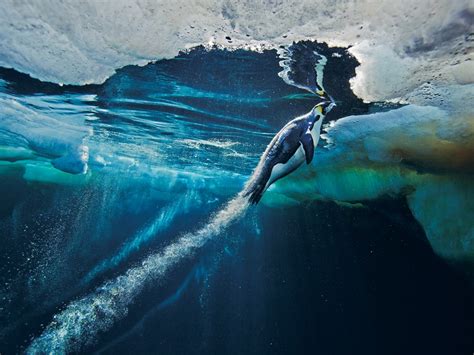 Emperor Penguin, Antarctica