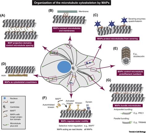 Microtubule-Associated Proteins: Structuring the Cytoskeleton: Trends ...