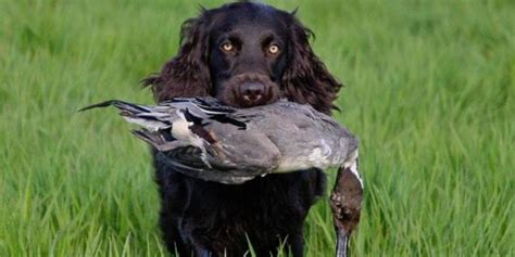 6 Best Duck Hunting Dog Breeds - Outdoor Enthusiast Lifestyle Magazine