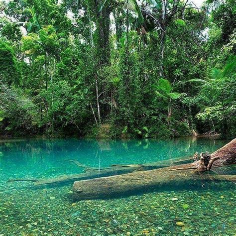 Daintree Rainforest | Daintree rainforest, Cairns australia, Rainforest