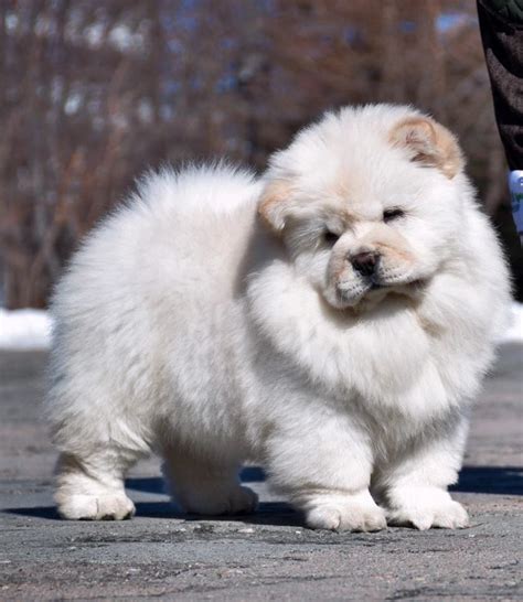 Cream Chow Chow Puppy - Chow Chow Puppies