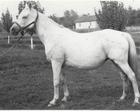 Nagrada 1938 ox: broodmare, Pedigree - rimondo