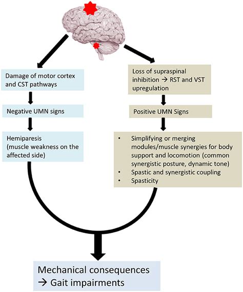 Frontiers | Post-stroke Hemiplegic Gait: New Perspective and Insights