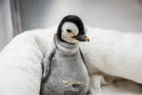 In a rarity, emperor penguin chick hatches at Sea World San Diego | Reuters