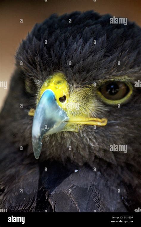 Close up view of the head of a golden-eagle Stock Photo - Alamy