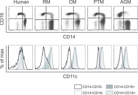 Comparison of CD11c expression on monocytes and DC among primate... | Download Scientific Diagram