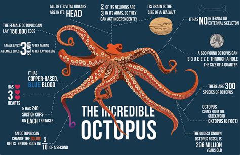 The Incredible Octopus Infographic on Behance | Octopus, Marine biology, Octopus facts