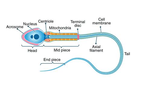 Flagella and Cilia – Definition, Structure, and Functions - Rs' Science