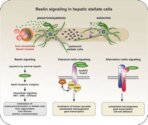 Hepatic stellate cells: current state and open questions