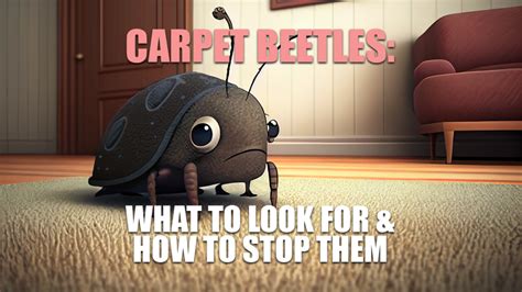 Carpet Beetles: What to look for and how to stop them | Killroy