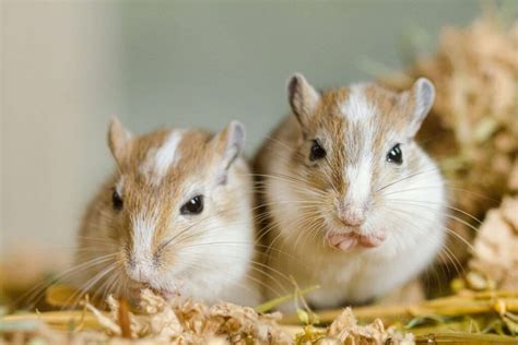 Gerbil Food | Quality Gerbil Feeding Pellets | Burgess Pet Care