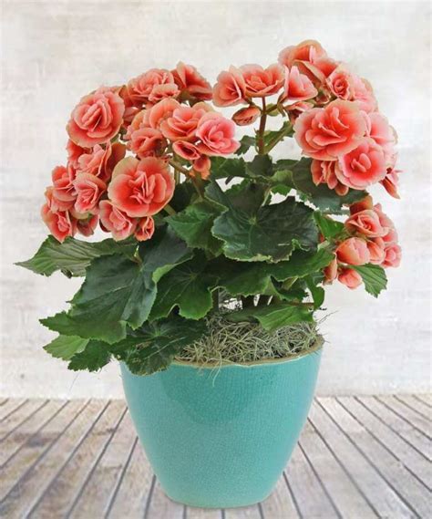 11 Beautiful Indoor Flowering Plants To Adorn Your Home