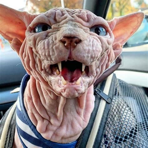 Xherdan The Sphynx Cat Becomes Internet's New Spirit Animal — HuffPost ...