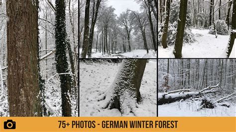 ArtStation - German Winter Forest - 75+ Photos | Resources