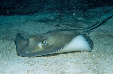 Southern stingray | Animals | Monterey Bay Aquarium