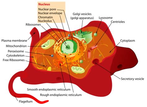 Eukaryotic Animal Cell Diagram Labeled