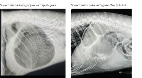 Laparoscopic-Assisted Gastropexy for Dogs | Sylvan Veterinary Hospital