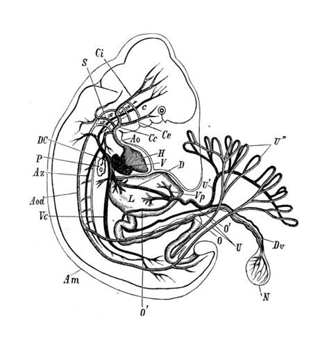 90+ Fetal Position Drawing Stock Illustrations, Royalty-Free Vector Graphics & Clip Art - iStock