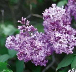 New Hampshire State Flower Purple Lilac Pictures