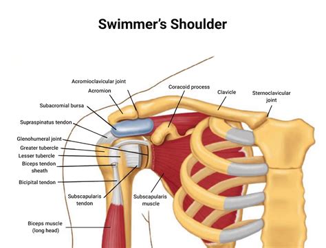 Swimmer’s Shoulder: Signs, Symptoms, Stretches, and Treatment - NJ's Top Orthopedic Spine & Pain ...