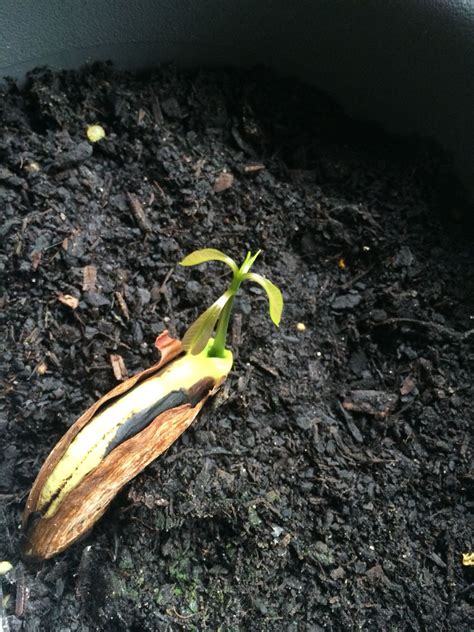 Mango seed sprouting leaves | Gartenarbeit, Pflanzen, Samen