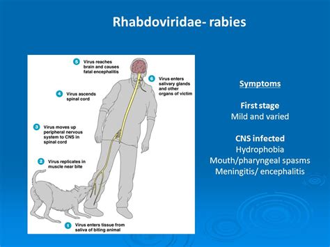 Chapter 22: Diseases of the nervous system Lecture NS overview Bacterial diseases Viral diseases ...