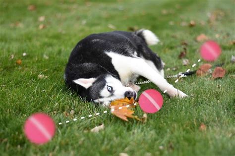 Peppy Pet Ball Review 2021: Is This Dog Toy Worth My Money? | THE GADGETOFFICE