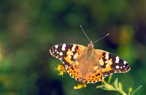 Free picture: brown, orange, white, painted, lady, butterfly, vanessa virginiensis