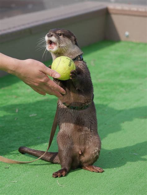 The otter is playing : r/Otters