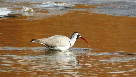 Ladakh wildlife tours, ladakh birds watching packages, birding in Ladakh, birds of ladakh ...