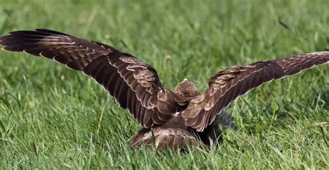 Eagle-eyed and Soaring: The Buteo Biography - The Worlds Rarest Birds