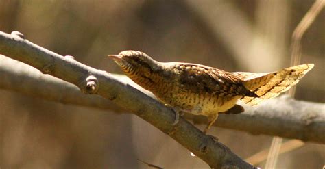 Eurasian Wryneck | Birds Korea Blog