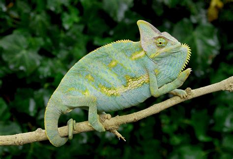 Sub Adult Blue Veiled Chameleons For Sale | Buy Sub Adult Veiled ...