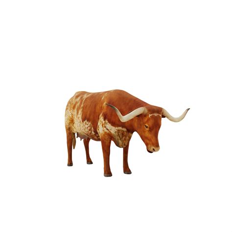 Free White Texas Longhorn Cattle Isolated 18758967 Pn - vrogue.co