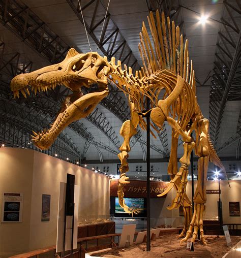 File:Mounted Spinosaurus.jpg - Wikimedia Commons