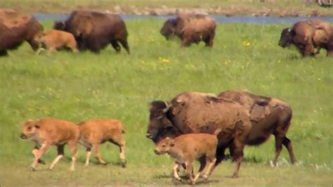 American Bison/Buffalo stampede in Yellowstone National Park - YouTube