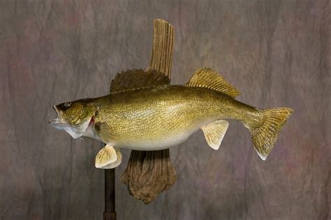 Wisconsin Taxidermist | Rich's Taxidermy Gallery of Fish Mounts in ...