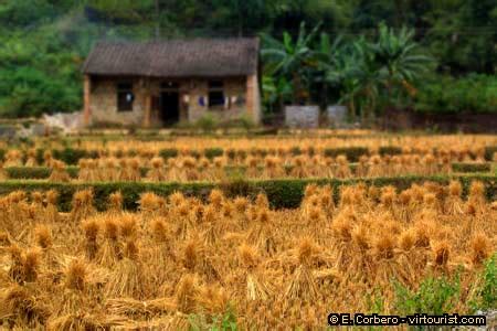 Northeast Vietnam, rice harvest Vietnam. VIRTOURIST.COM NORTHEAST VIETNAM