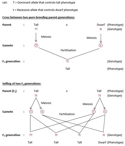 Monohybrid Cross Diagram