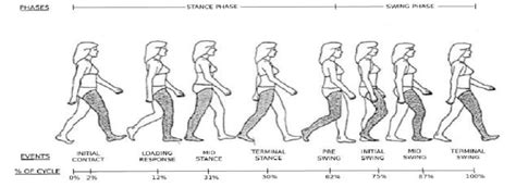 Normal human walking cycle illustrating the events of gait. Adapted... | Download Scientific Diagram