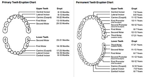 Tooth Eruption Sequence | Underwood Dental Care