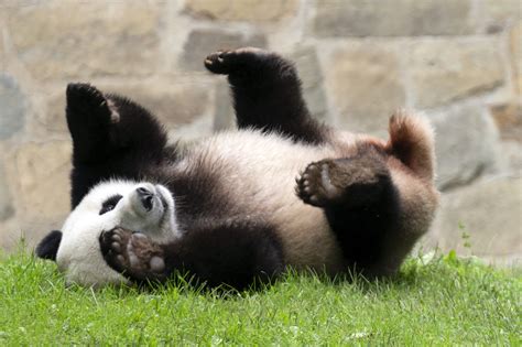 China has just recalled three pandas from the National Zoo in the ...