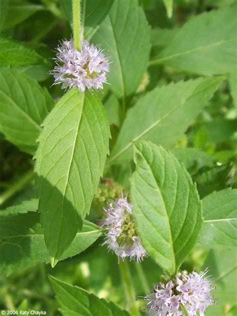 Mentha arvensis (Wild Mint): Minnesota Wildflowers