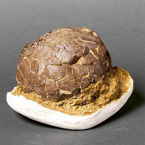 Titanosaur dinosaur egg - Late Cretaceous in the south of France | Dinosaur eggs, Dinosaur egg ...